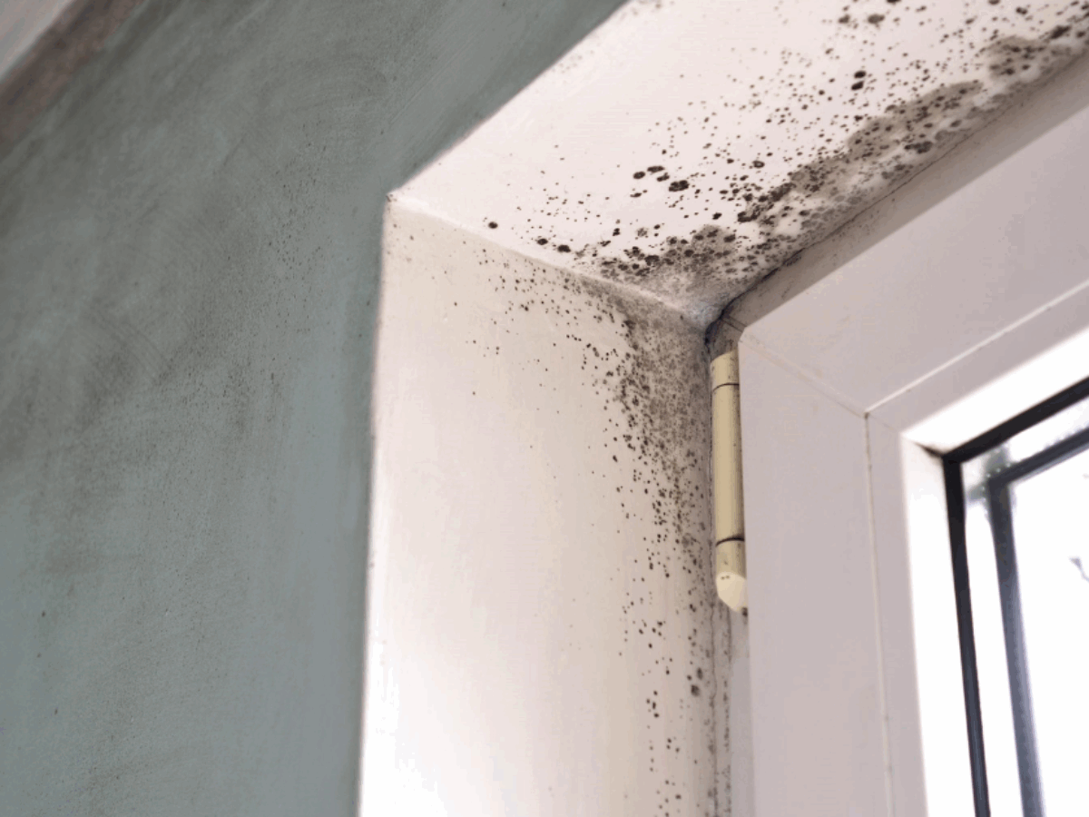 The Hidden Costs of Delaying Water Damage Repairs Mold growth developing on drywall in Freeport, FL home from delayed water damage repairs